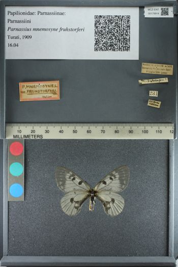 Media type: image;   Entomology 179914